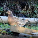 Female Pheasant by rosiekind