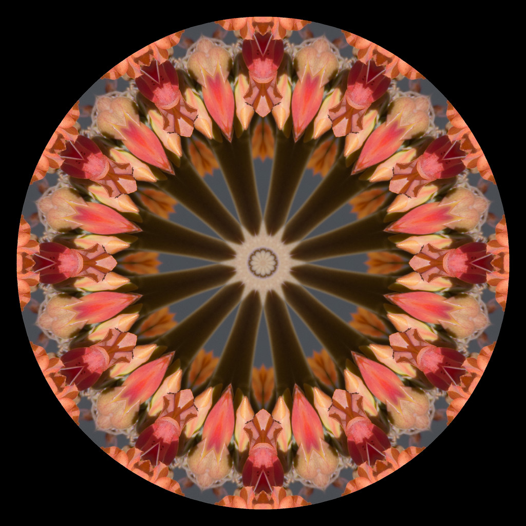 Kaleidoscope Seven by evalieutionspics