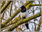 15th Jan 2016 - Magpie