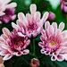 Pink Chrysanthemum by elisasaeter