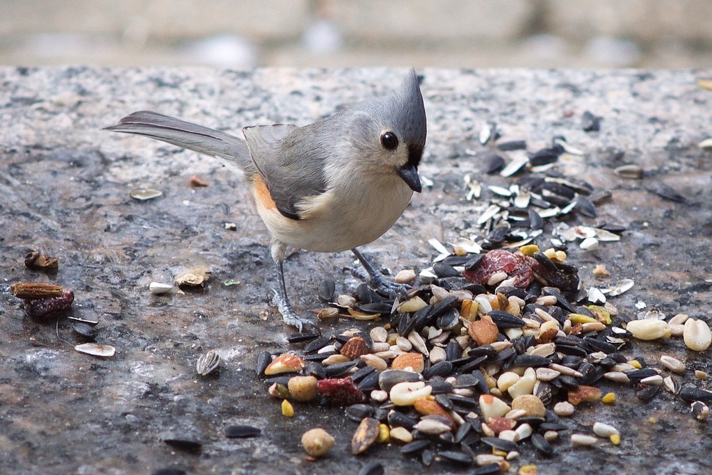 Tufted Titmouse Breakfast on Broadway by berelaxed