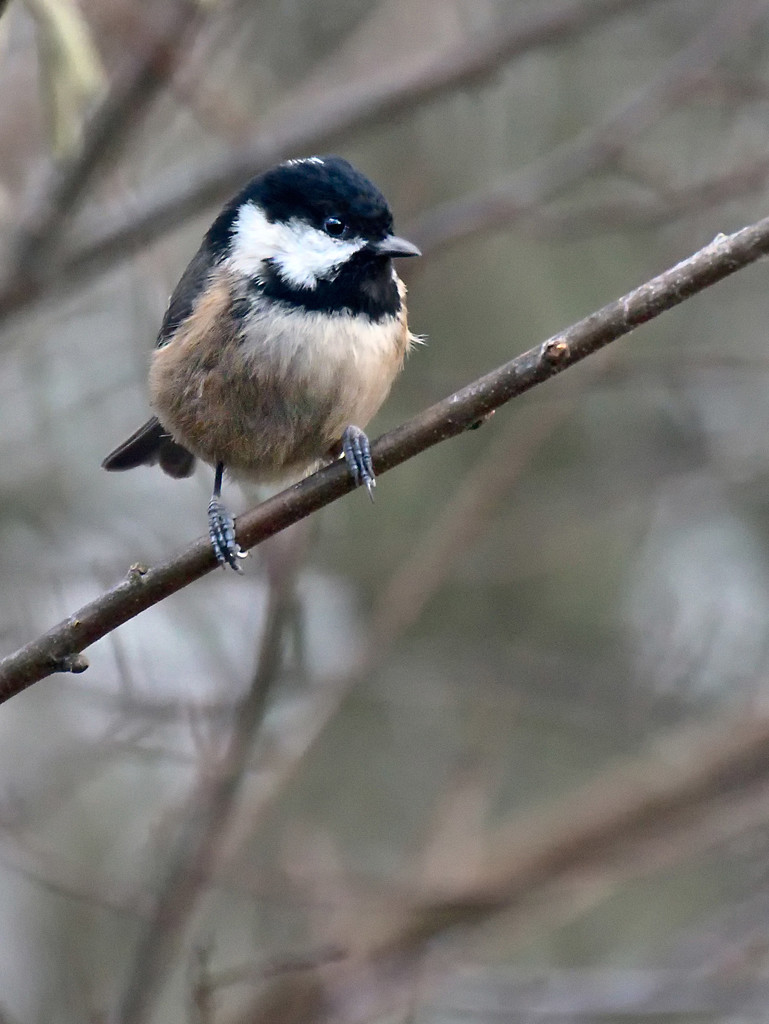 Coal Tit. by gamelee