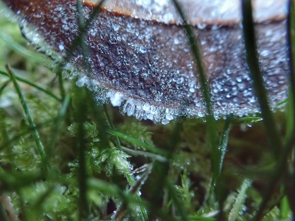 Icy leaf by mattjcuk