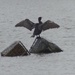 Cormorant by susiemc