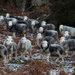 Herdwick herd by callymazoo