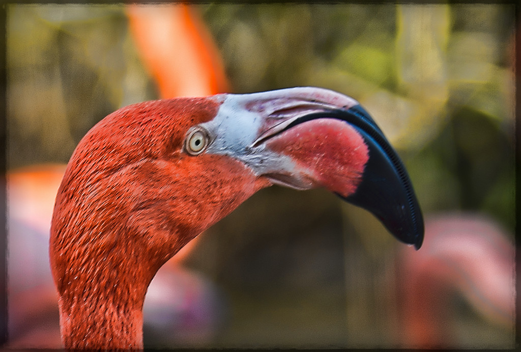 Flamingo Friday! by stray_shooter