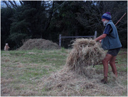 16th Jan 2016 - going to get hay at the back
