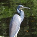 Tri-Colored Heron (?) by rob257