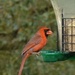 Cardinal by mimiducky