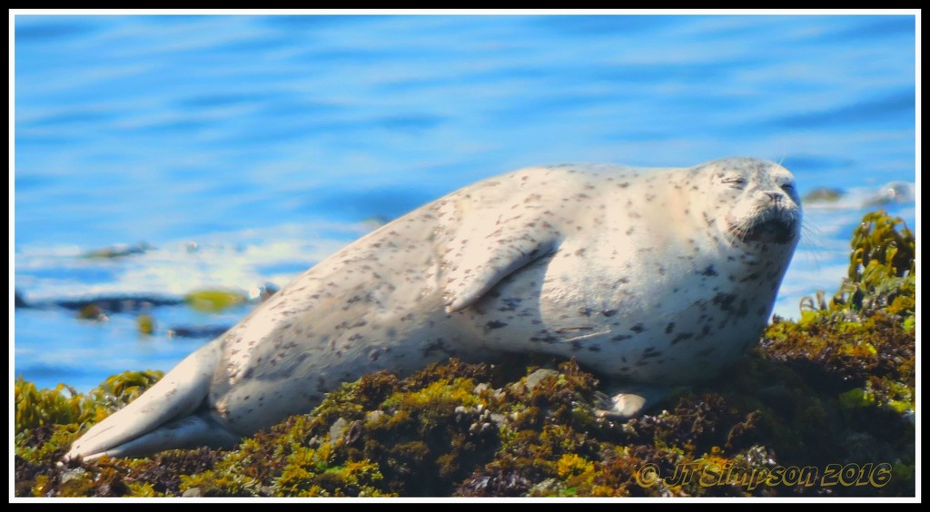 Spotted a Spotted Seal... by soylentgreenpics
