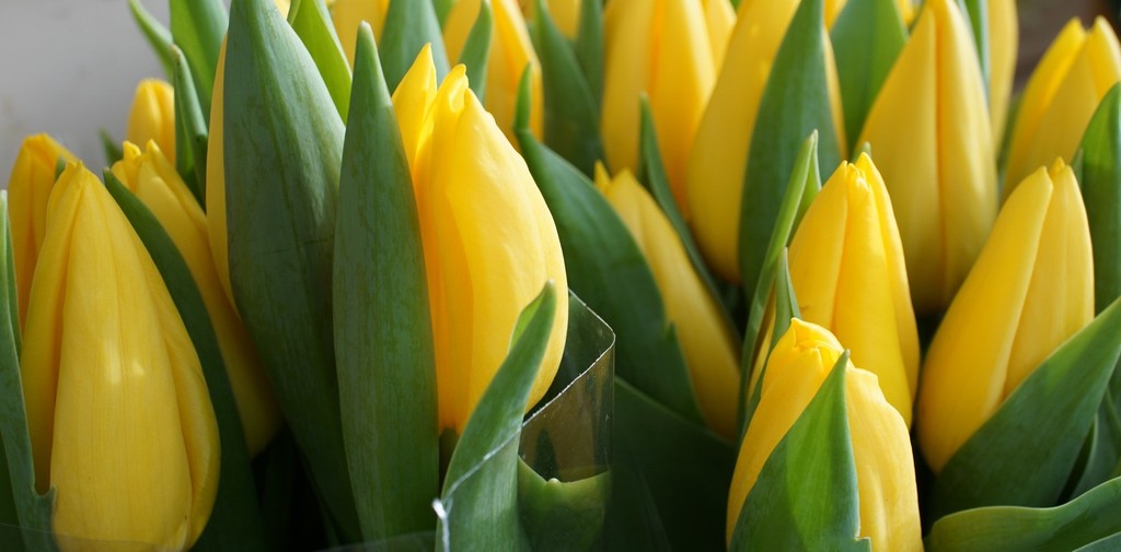 tulips on the flower stall by quietpurplehaze