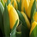 tulips on the flower stall by quietpurplehaze