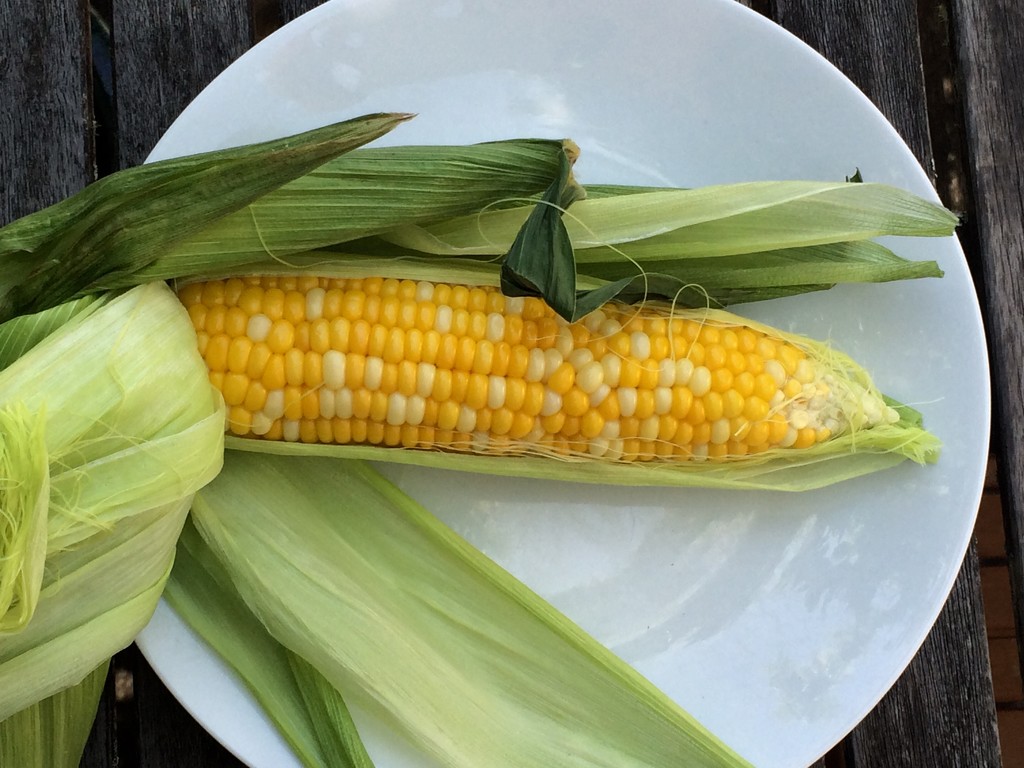 Corn  by brigette