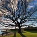 poole park big tree by davidrobinson
