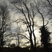 ay 9 - Local trees  in silhouette   by ianmetcalfe