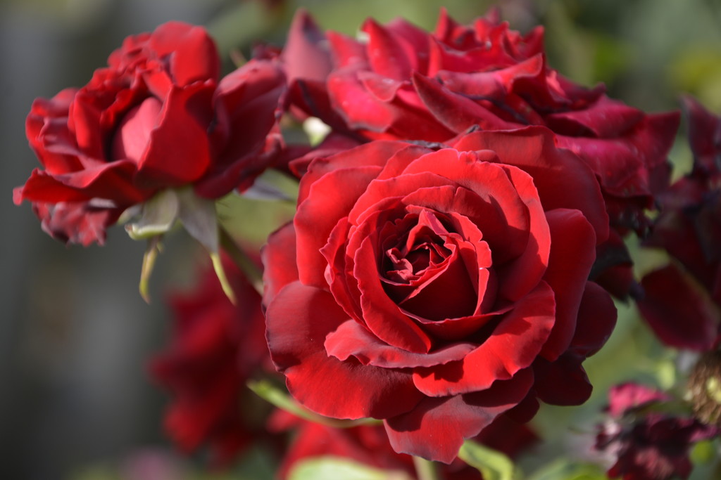 Roses Are Red _DSC1152 by merrelyn