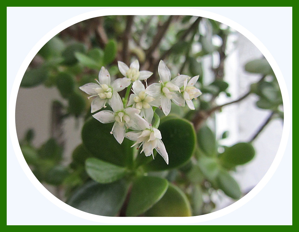 Seven white flowers appeared on our Money Plant. by grace55