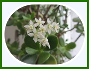 16th Jan 2016 - Seven white flowers appeared on our Money Plant.