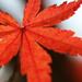 Red leaf by ingrid01