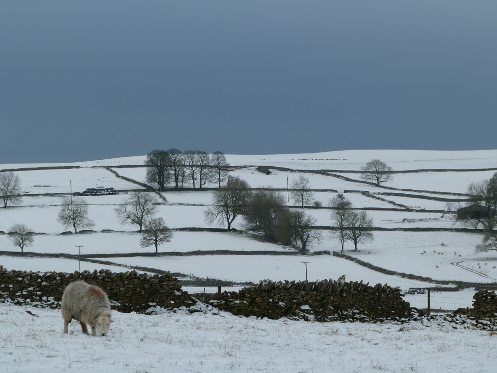In the bleak mid winter  by shirleybankfarm