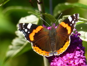 31st Aug 2015 -  Red Admiral on Buddleia