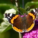  Red Admiral on Buddleia by susiemc