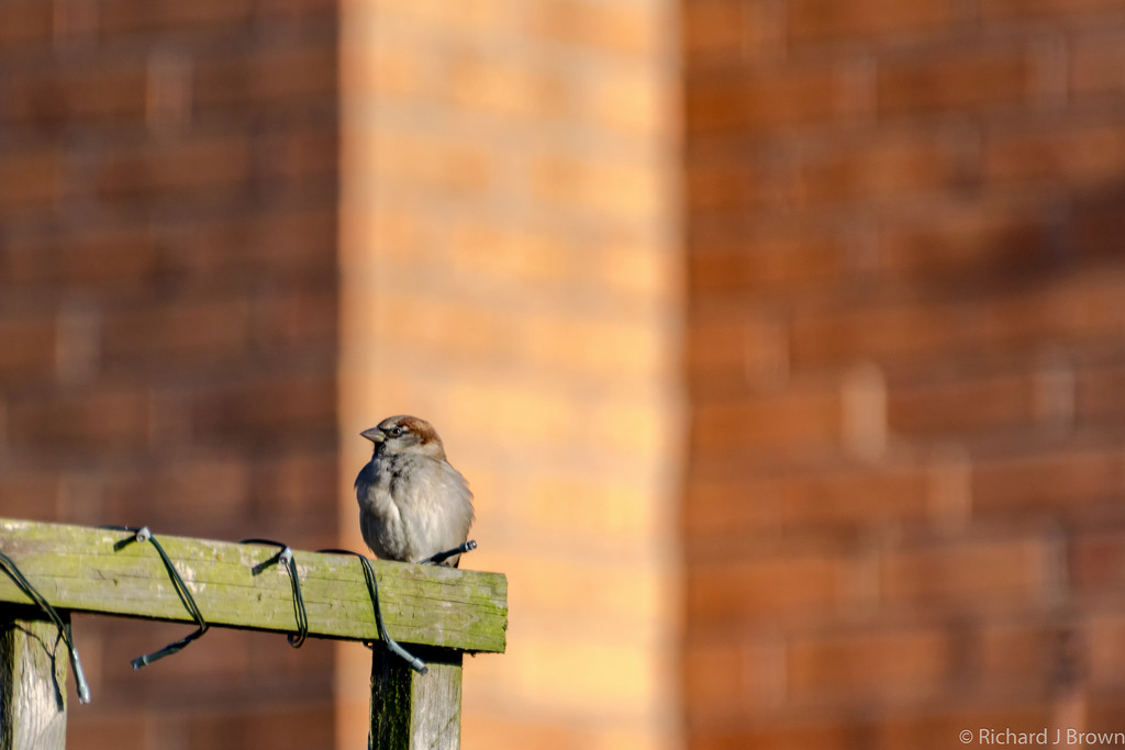 House Sparrow enjoying the winter sunshine  by rjb71