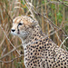 Cheetah by philhendry