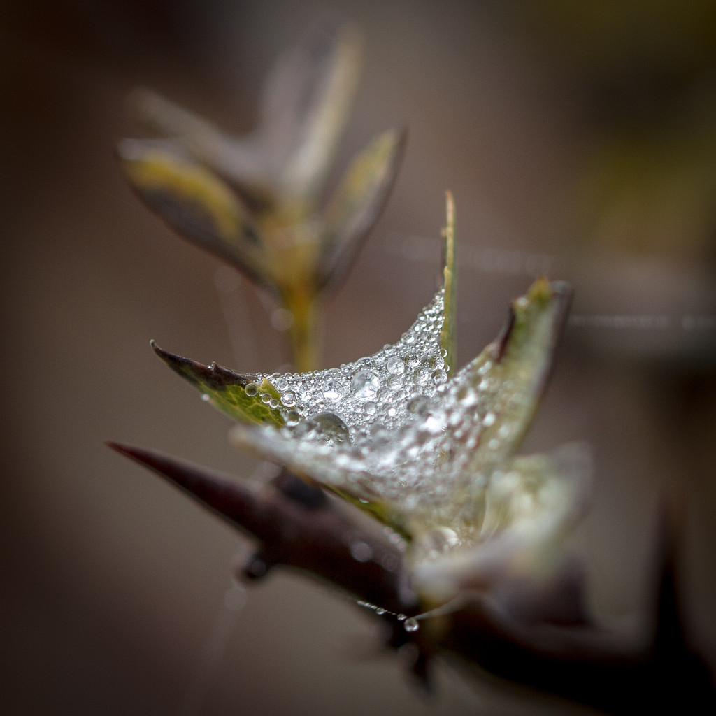 collected droplets by jantan