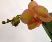 16th Jan 2016 - Orchid 2