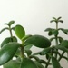 Jade plant / Crassula ovata by m2016