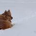 016_9058 loving the snow by pennyrae