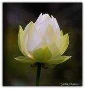 17th Jan 2016 - Lotus Flower... Ti Kouka Gardens