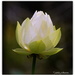 Lotus Flower... Ti Kouka Gardens by julzmaioro