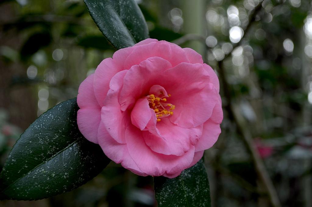 Camellia by congaree