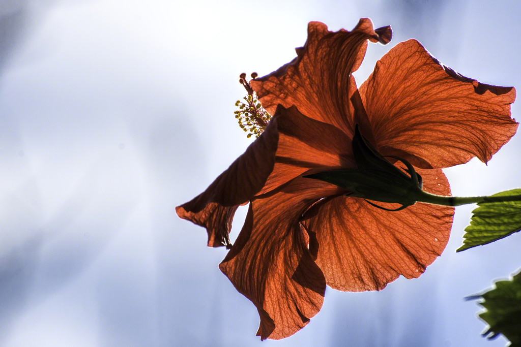 Hibiscus in the morning by evalieutionspics