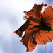 Hibiscus in the morning by evalieutionspics