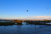 16th Jan 2016 - Salthouse Marshes