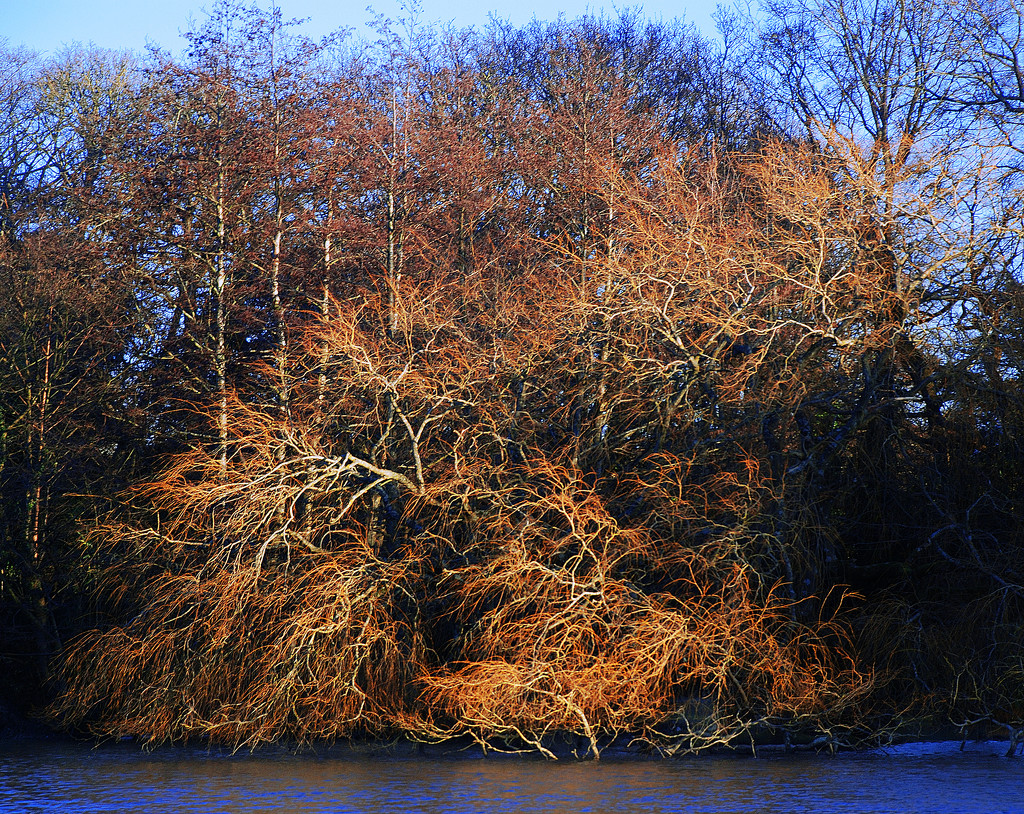 Swamp Tree by davidrobinson