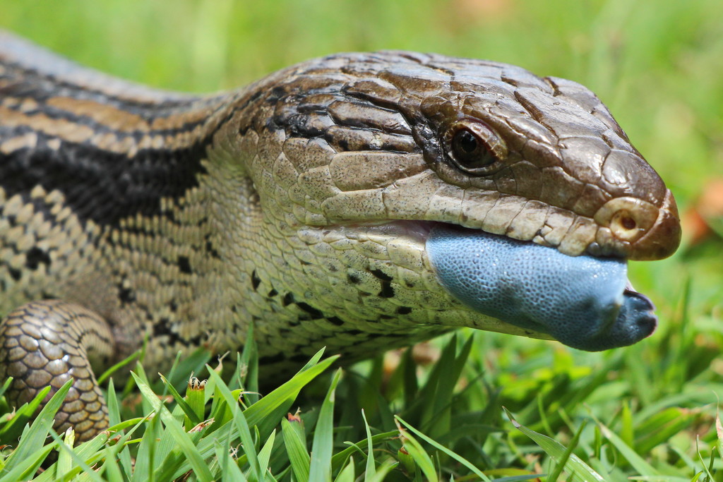 Blue Tongue Close Up by terryliv