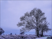 17th Jan 2016 - Snow's Arrived!!   (Best viewed on black)