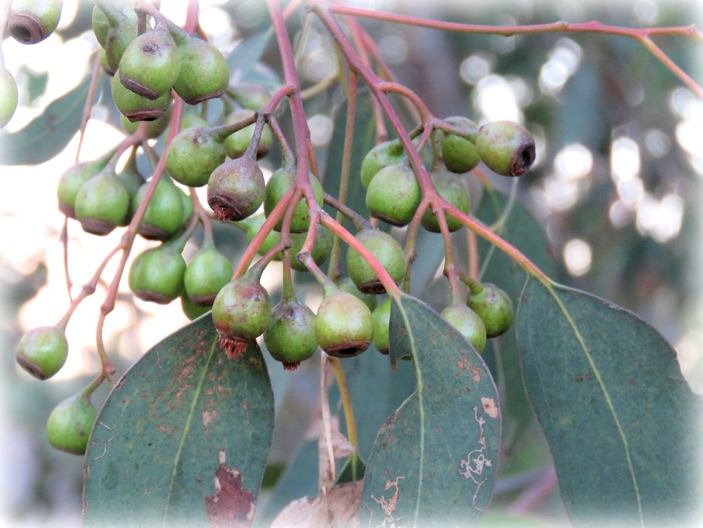 a new crop of gum nuts by cruiser