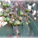 a new crop of gum nuts by cruiser