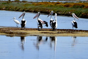 17th Jan 2016 - Pelicans _DSC1194