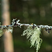 Usnea by elisasaeter