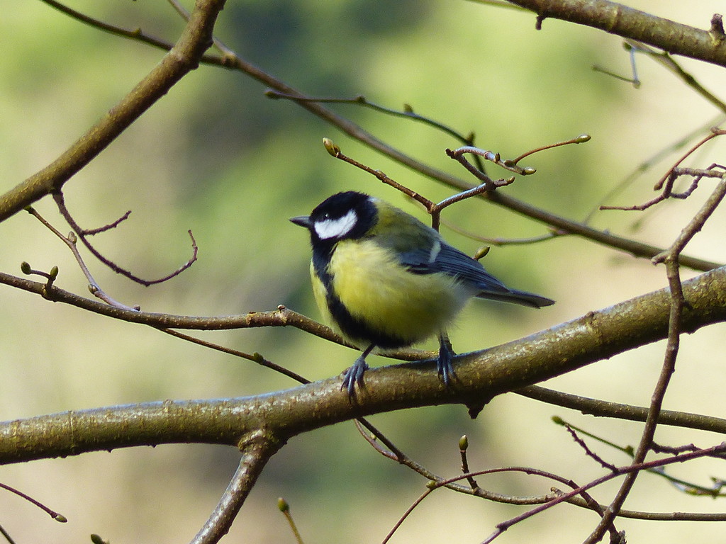  Great Tit  by susiemc