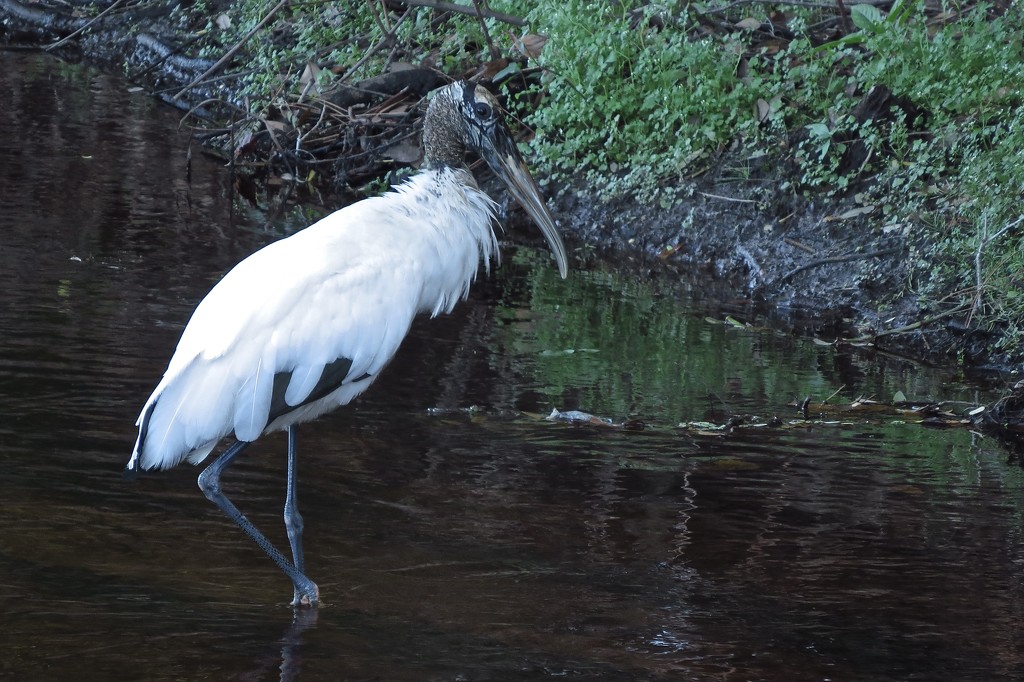 Wood Stork by rob257