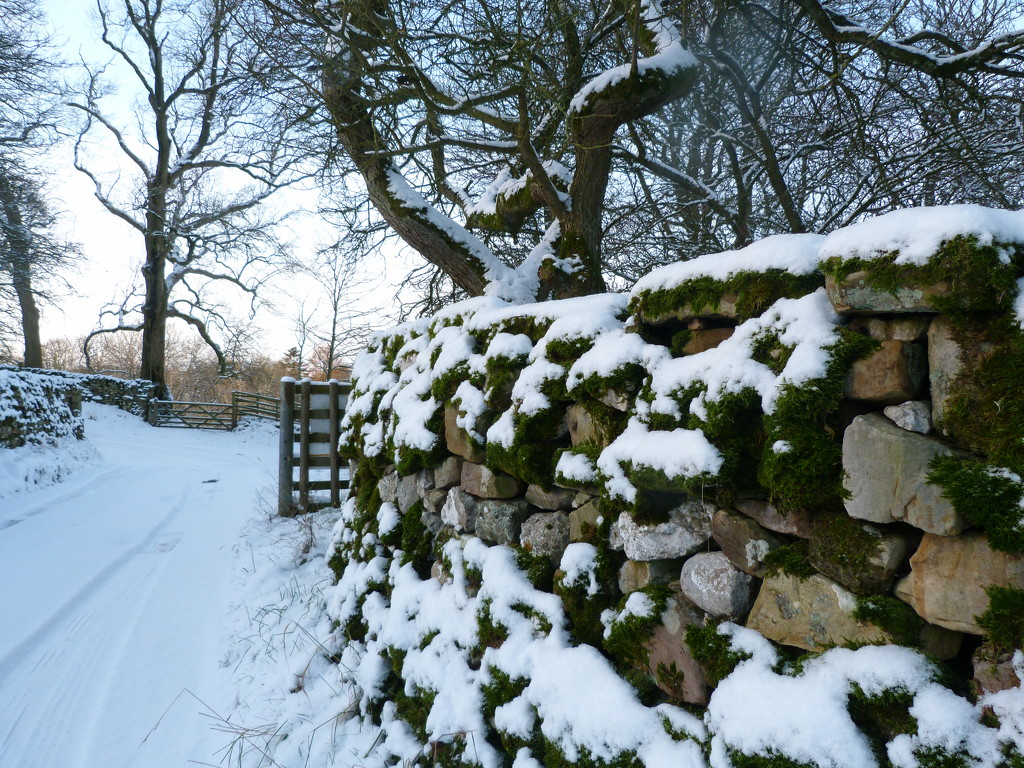 Winter wonderland. by shirleybankfarm