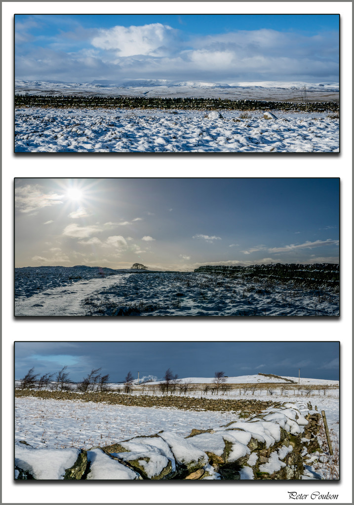 Snow Triptych by pcoulson