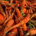 Fresh Carrots by olivetreeann